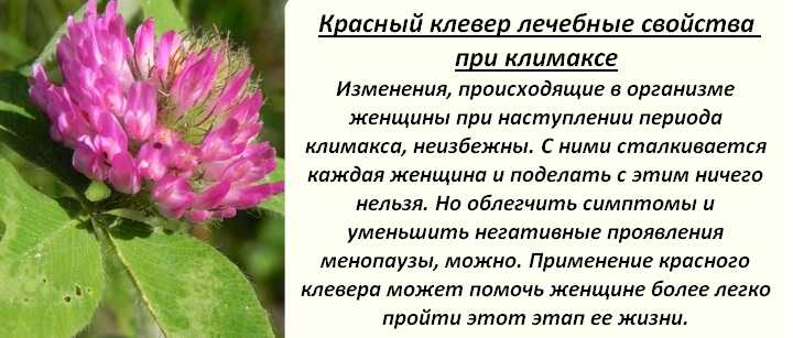 Вопрос: в какое время, где и как лучше всего собирать красный клевер? - растения | studok.net