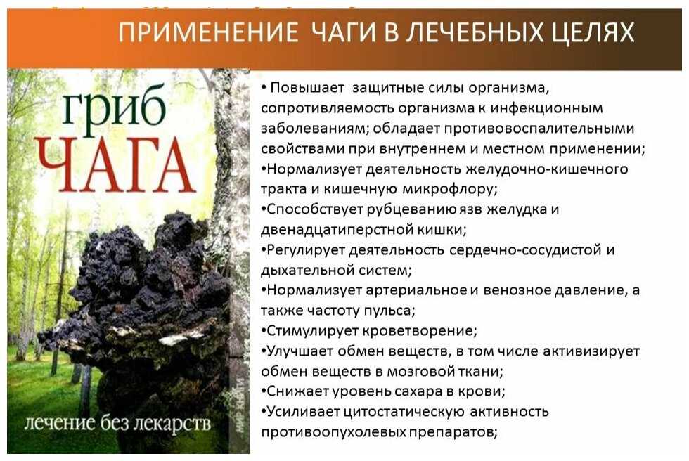 Где и когда собирать чагу