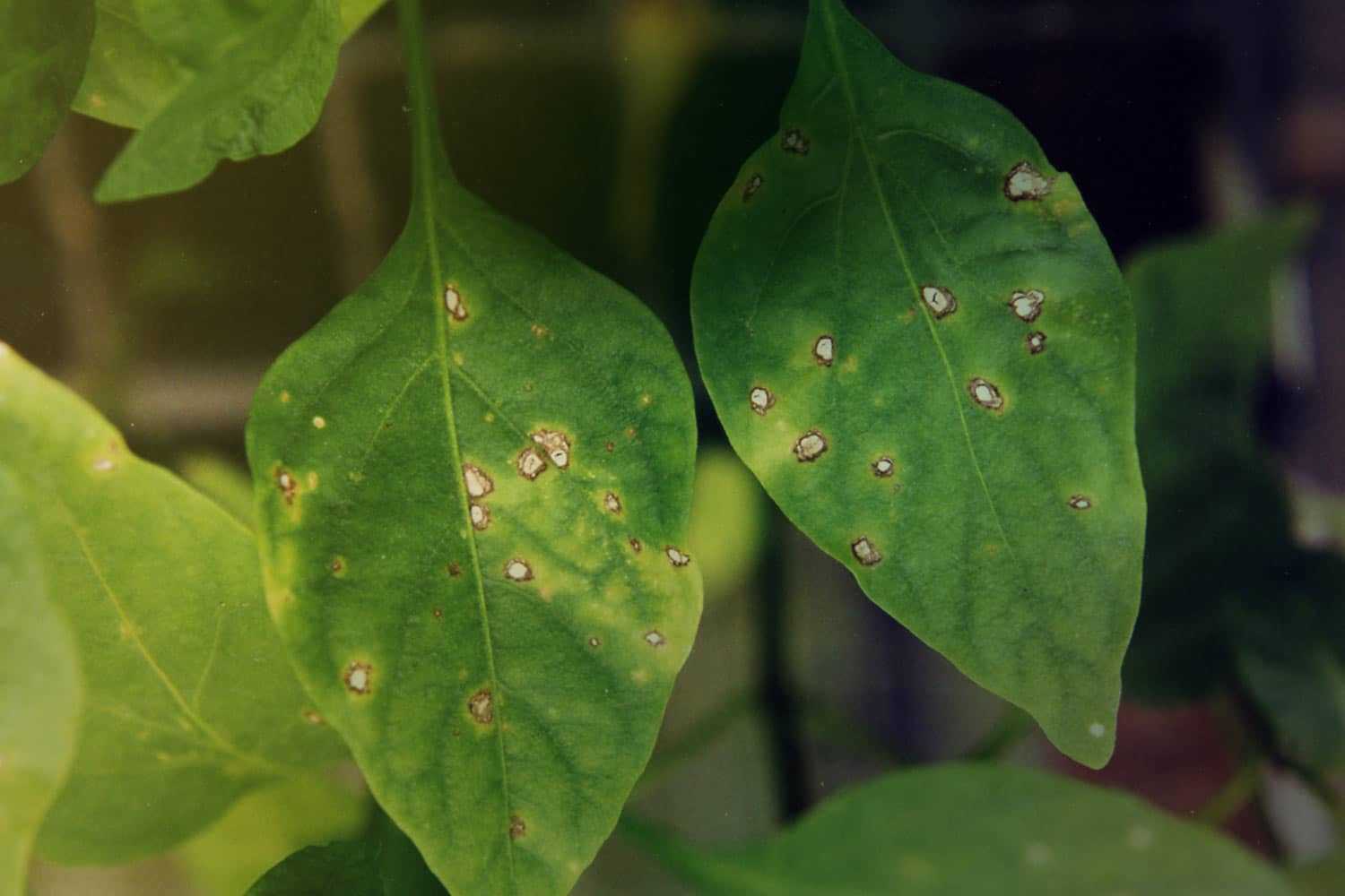 Какие болезни поражают листья рассады баклажанов? описание, фото, советы по лечению