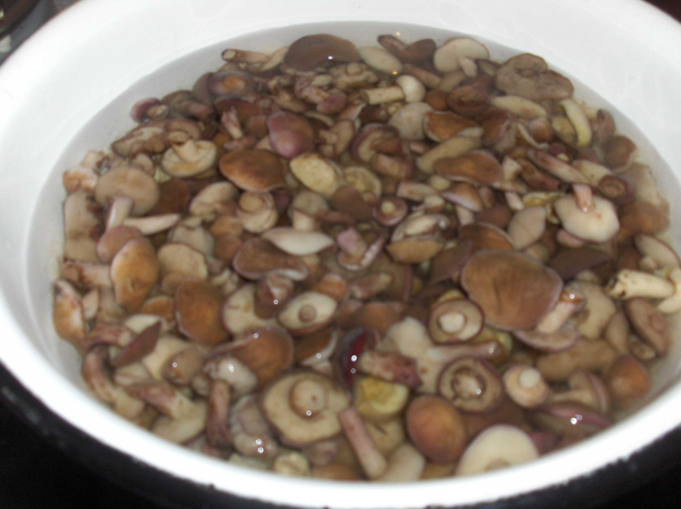 Как быстро и вкусно мариновать маслята на зиму в банках