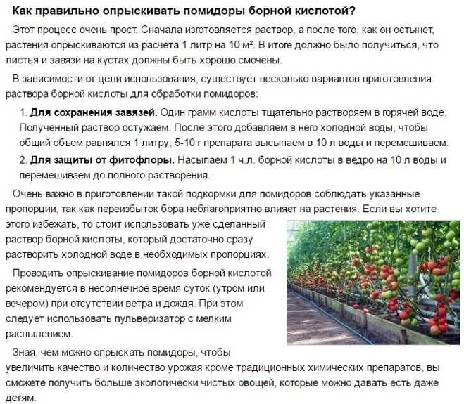 Борная кислота для помидоров и огурцов: эффективное опрыскивание