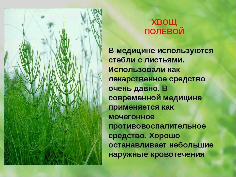 Хвощ полевой: полезные и противопоказания, фото, применение