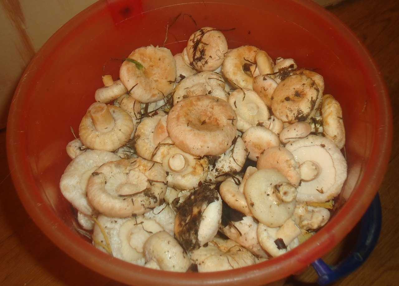 Как вкусно засолить, замариновать грибы волнушки в банках горячим и холодным способом на зиму: секреты, советы, лучшие рецепты. как чистить, сколько вымачивать и варить волнушки перед засолкой до готовности? как солить волнушки и грузди вместе: рецепт