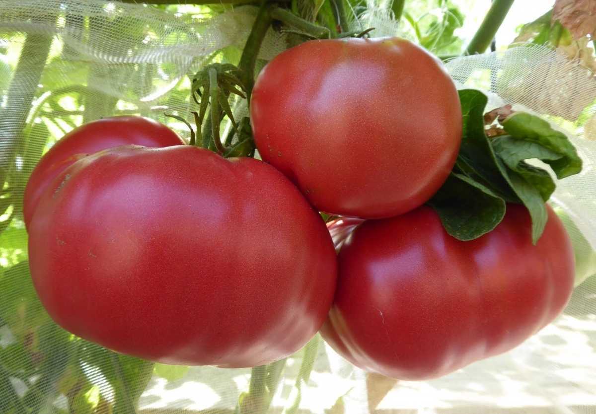 Самые урожайные сорта томатов для теплиц и вкусные
самые урожайные сорта томатов для теплиц и вкусные