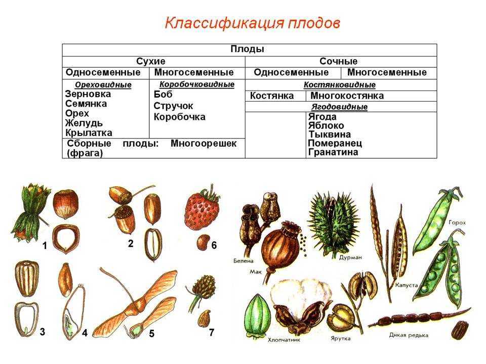 Что нужно сделать чтоб не плесневела кедровая шишка — читать ответ