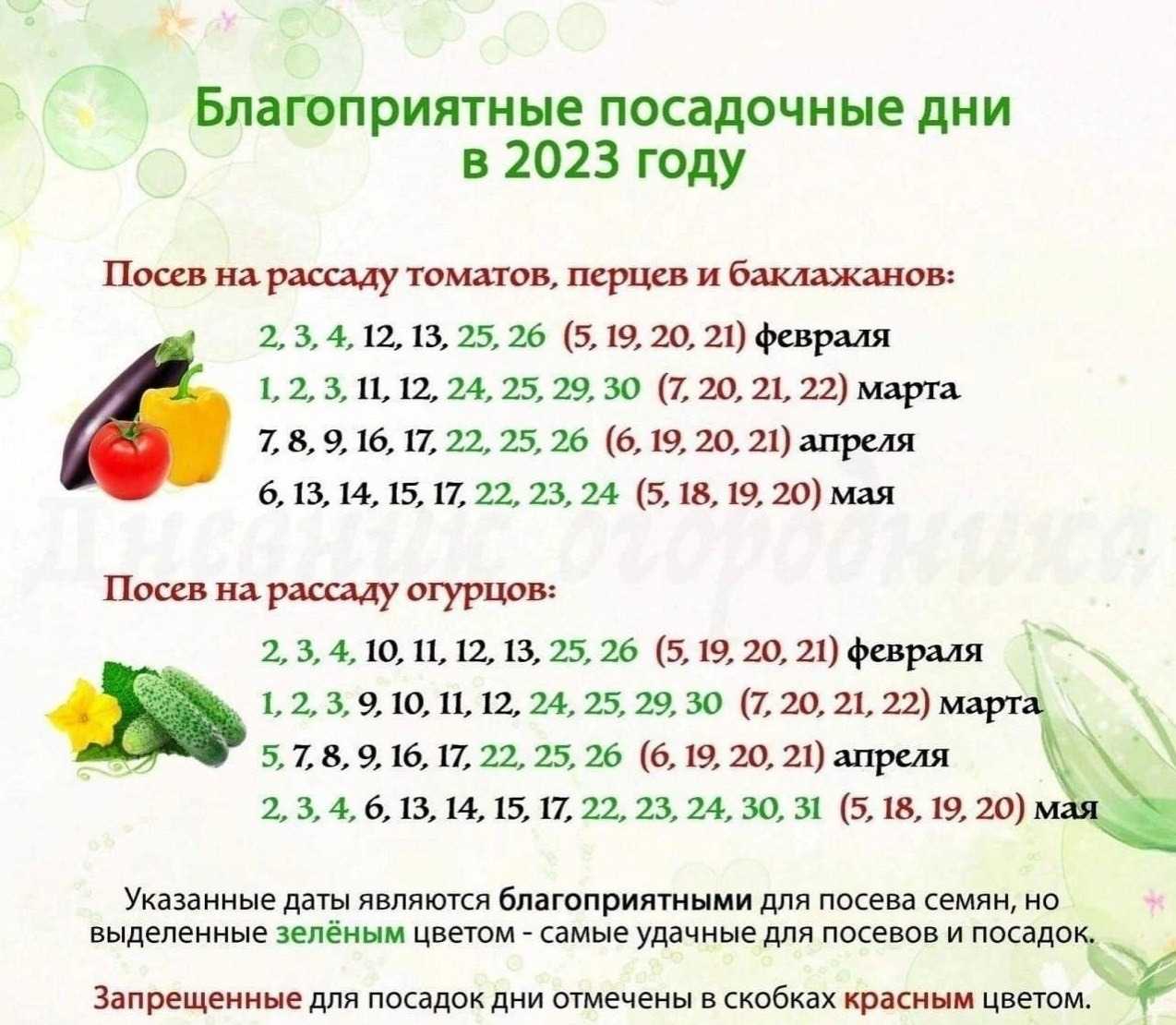 Выращивание и уход за баклажанами в открытом грунте