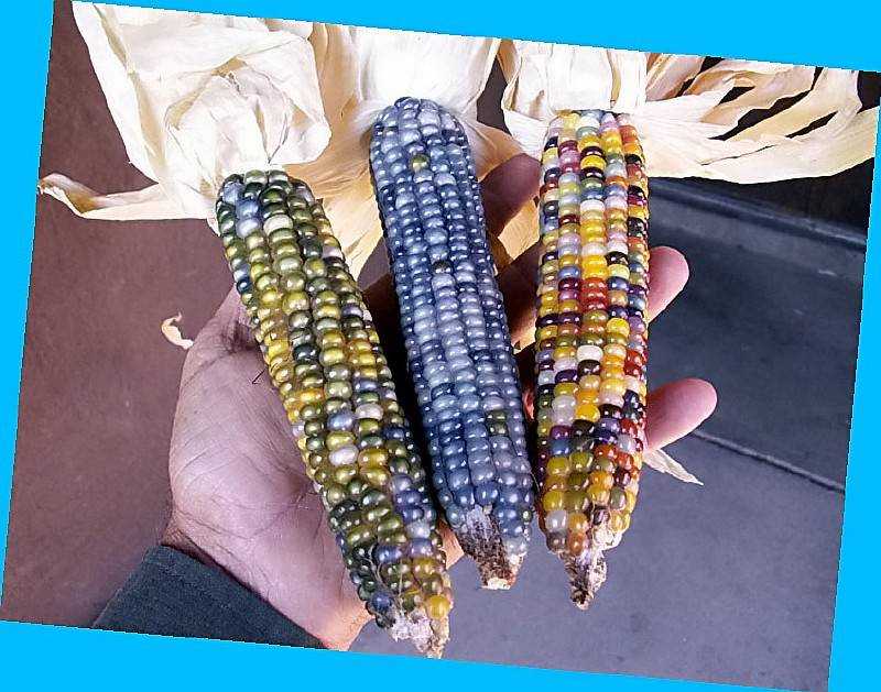 Кукуруза для попкорна и не только: как сушить, хранить и что приготовить из зерен?