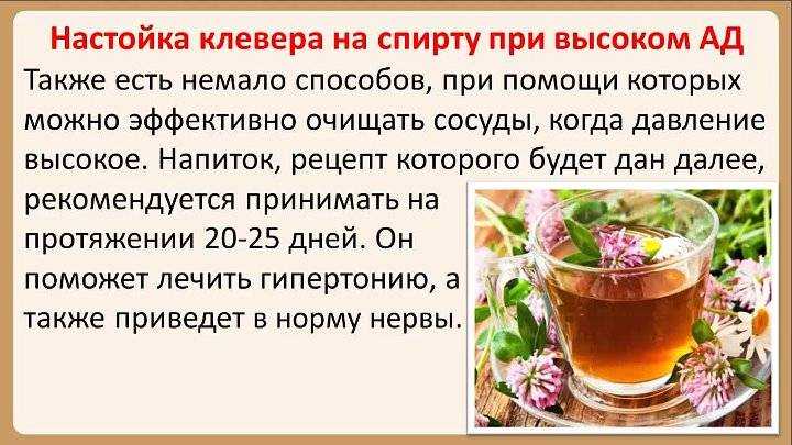 Чай из клевера: польза и вред, полезные свойства, как собирать