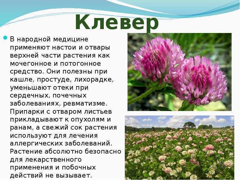 Клевер: польза и вред для организма, как заваривать чай