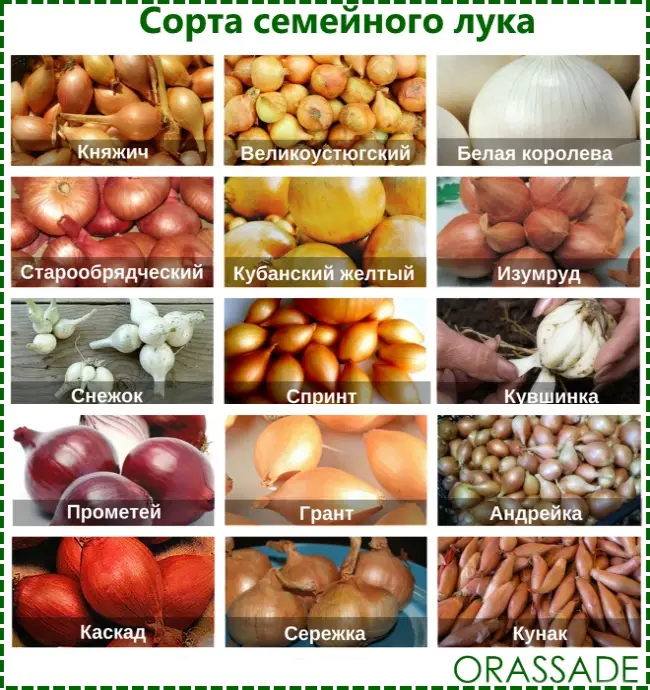 Лук-севок: описание сортов, выращивание и уход в открытом грунте