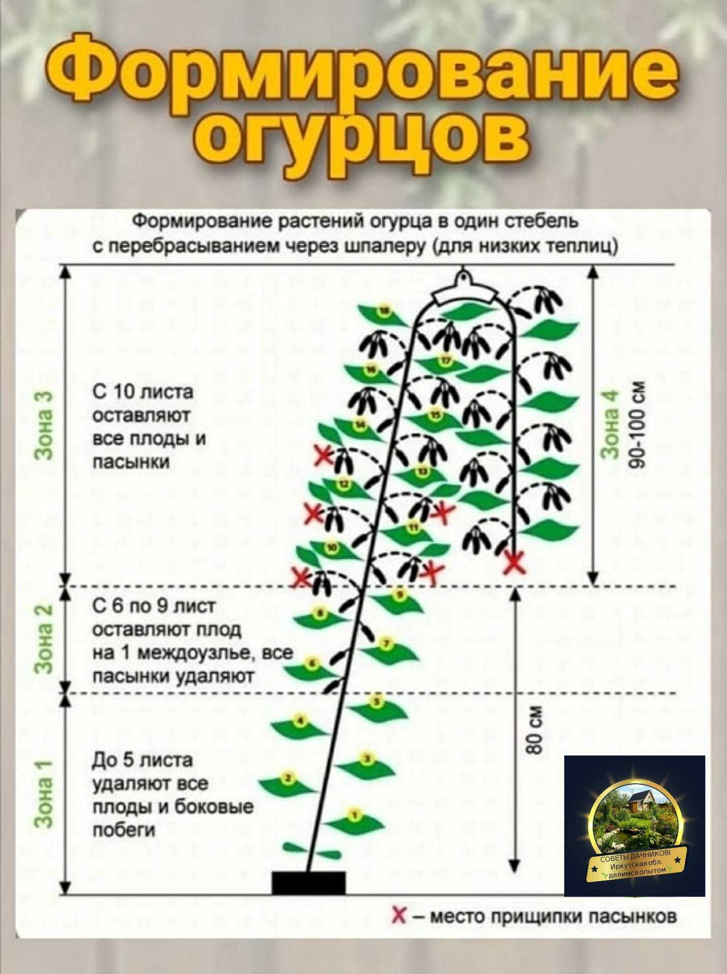 Формируем огурцы в теплице – правильная схема формирования кустов с пошаговым фото