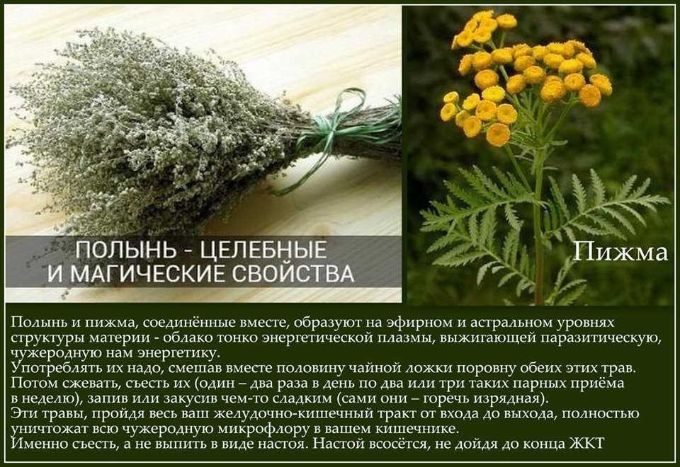 Полынь для бани: польза и вред, сбор и заготовка, применение