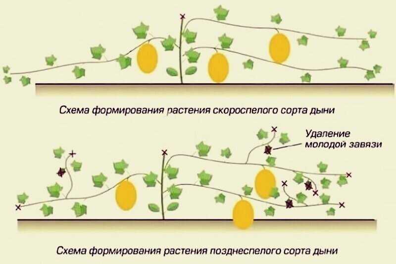 Овощное рагу из кабачков и цветной капусты с грибами рецепт с фото