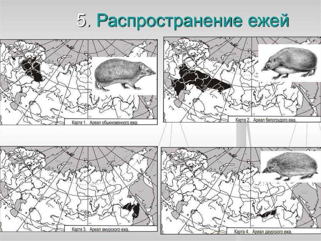 Внутренности форели что можно есть. как разделать форель на филе