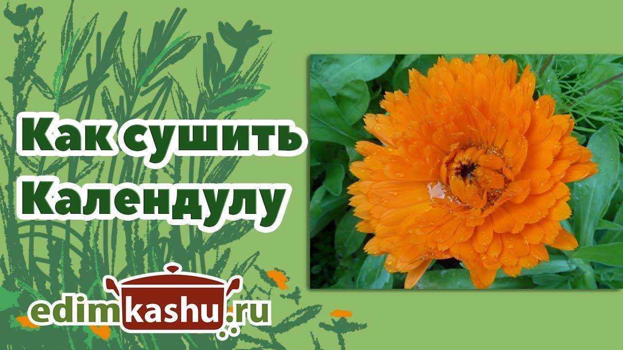 Календула, лечебные свойства, противопоказания и применение дома