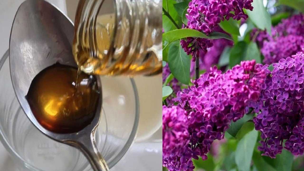 Весеннее варенье из цветов плодовых деревьев и полевой зелени