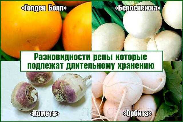 Репа на зиму (заготовки): лучшие рецепты приготовления, что можно приготовить (маринованная репа со свеклой, варенье, вино и не только)