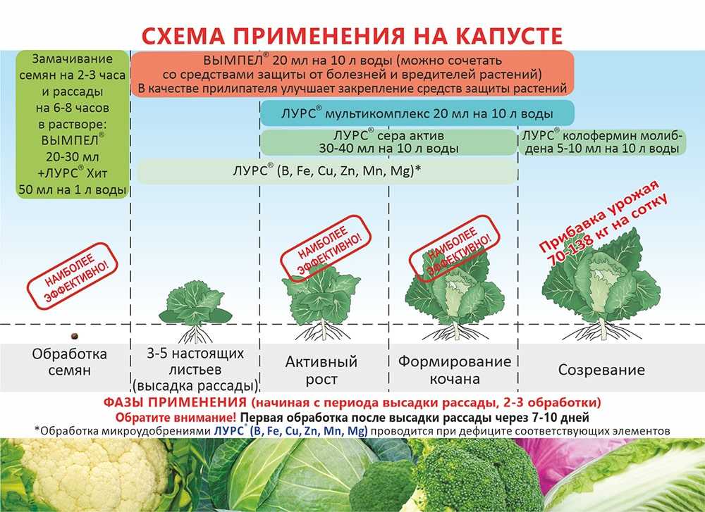 Посадка поздней капусты в открытый грунт – схема, выращивание, уход: как правильно ухаживать, на каком расстоянии и до какого числа можно сажать белокочанный овощ?