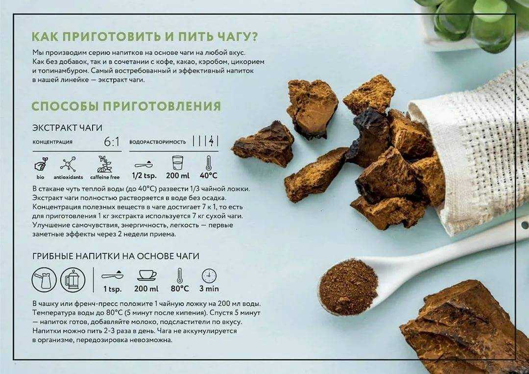 Как приготовить чагу березовую в домашних условиях