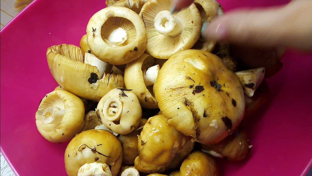 Простые рецепты как на зиму солить грибы горячим и холодным способом в домашних условиях
