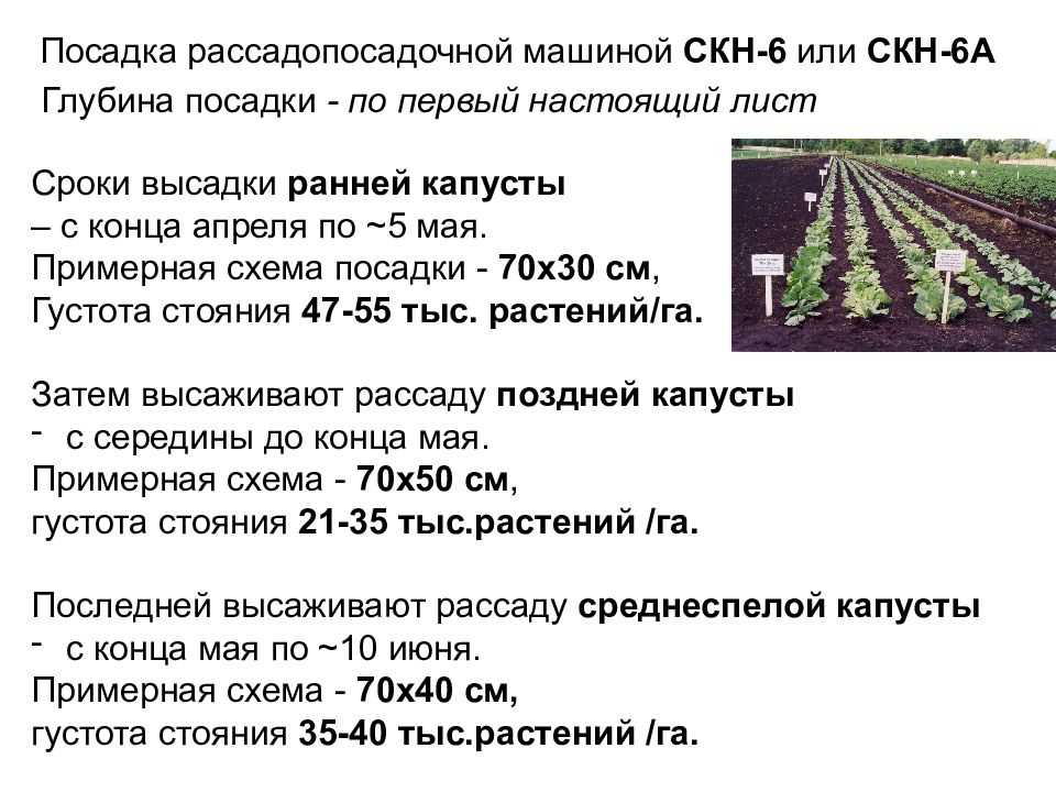 Когда сажать капусту на рассаду в 2022 году | лунный календарь когда сеять капусту на рассаду