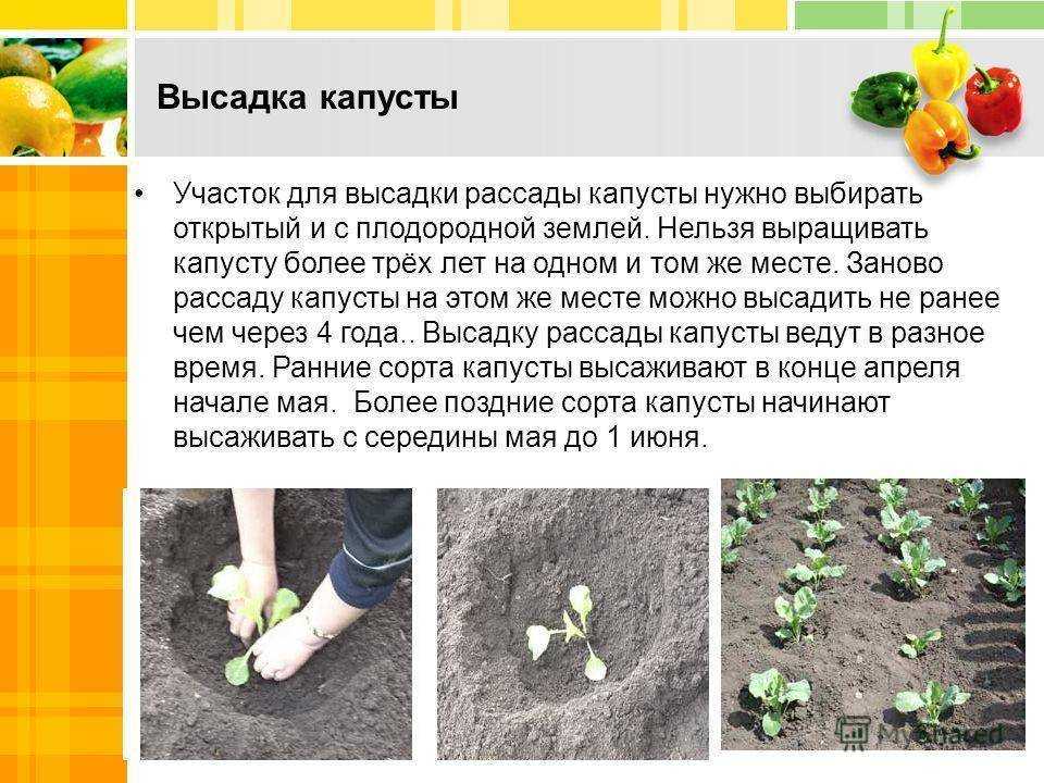 Как вырастить капусту в открытом грунте