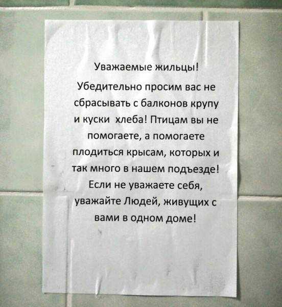 Помогите! что делать, если в грядки систематически гадят кошки? - правильная дача