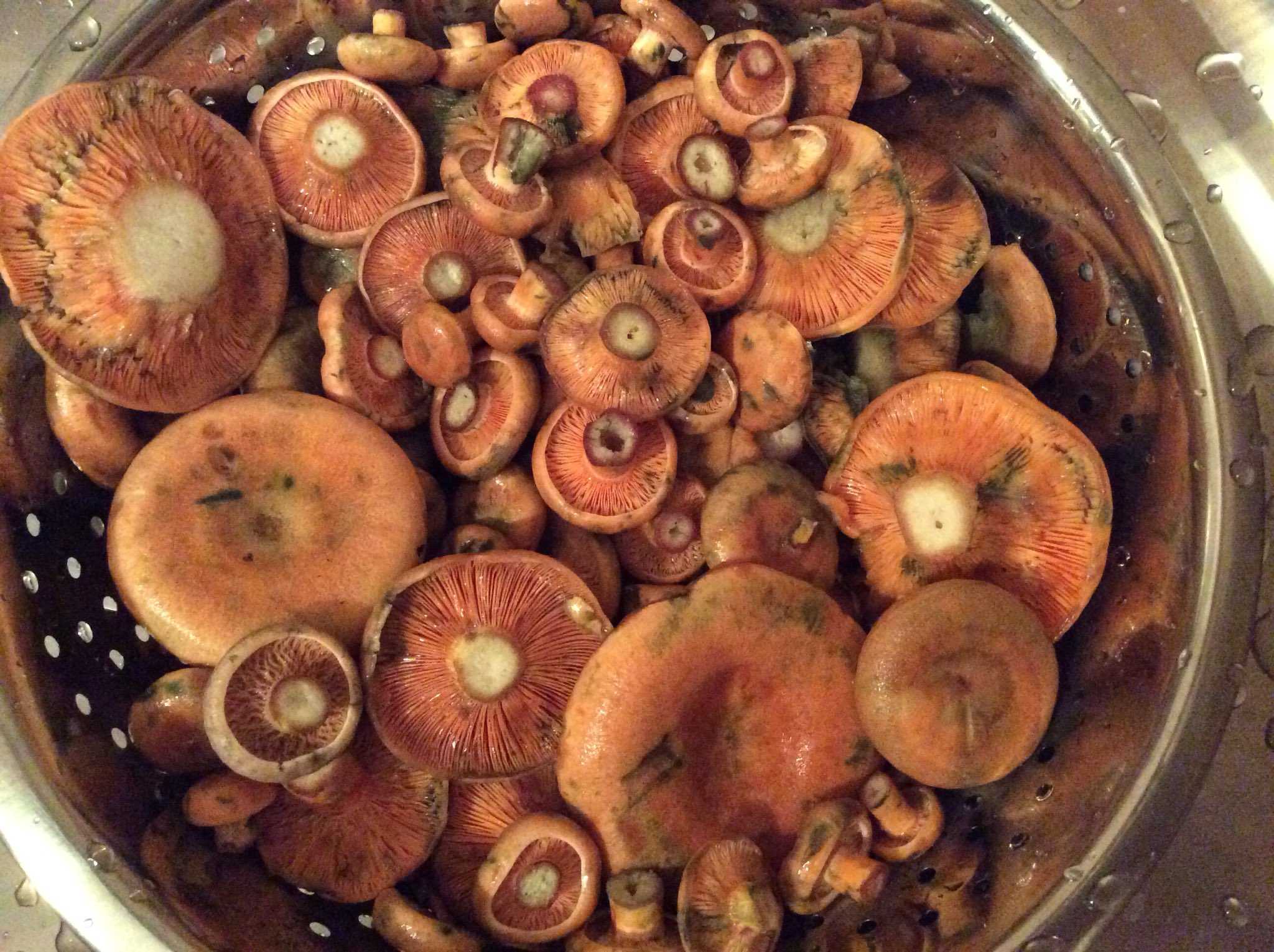 Как приготовить рыжики. Рыжики по царски. Рыжики грибы жареные. Жареные рыжики. Рыжики грибы с картошкой жареные.