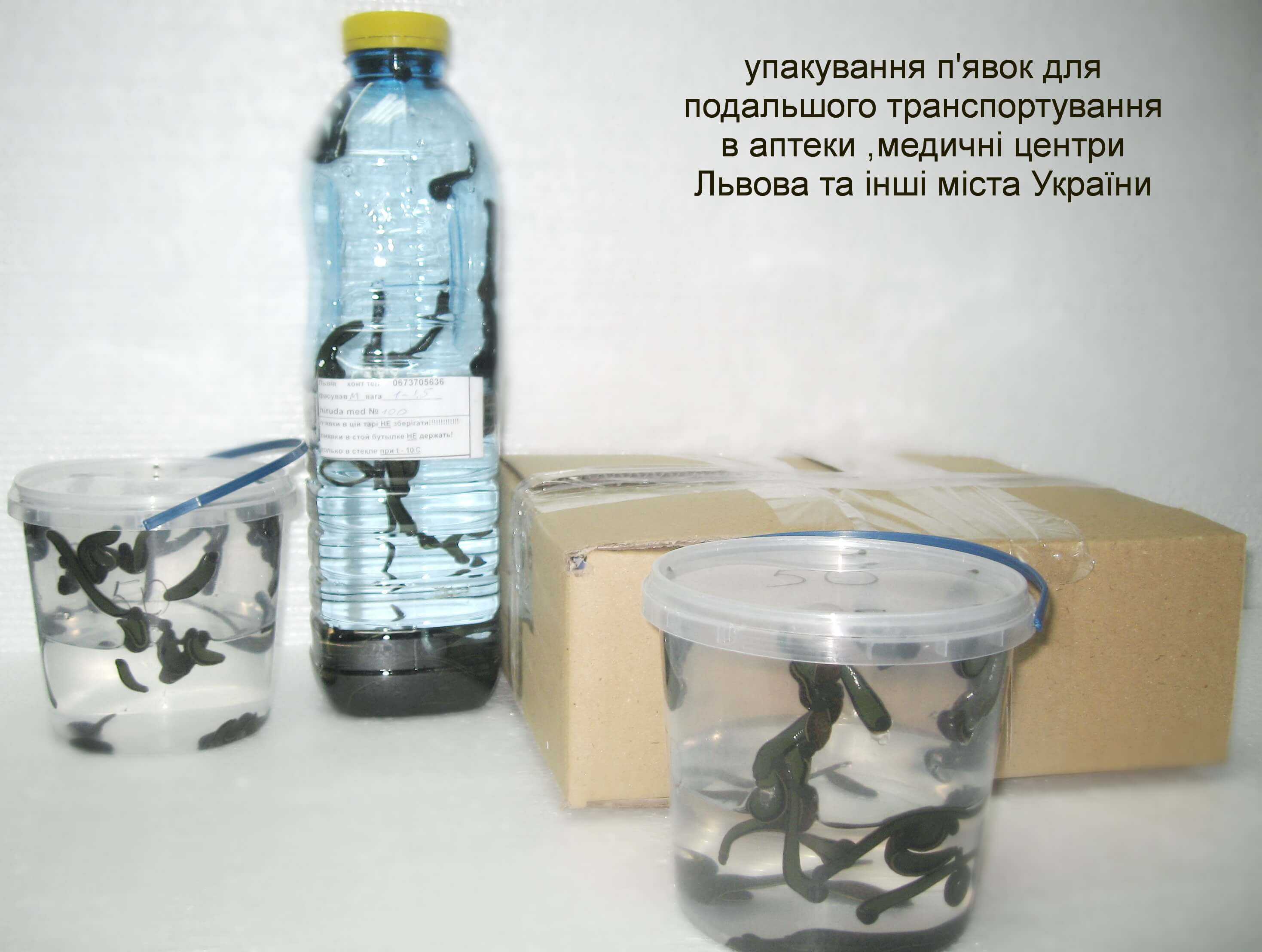 Содержание и уход за медицинскими пиявками. хранение пиявок в домашних условиях