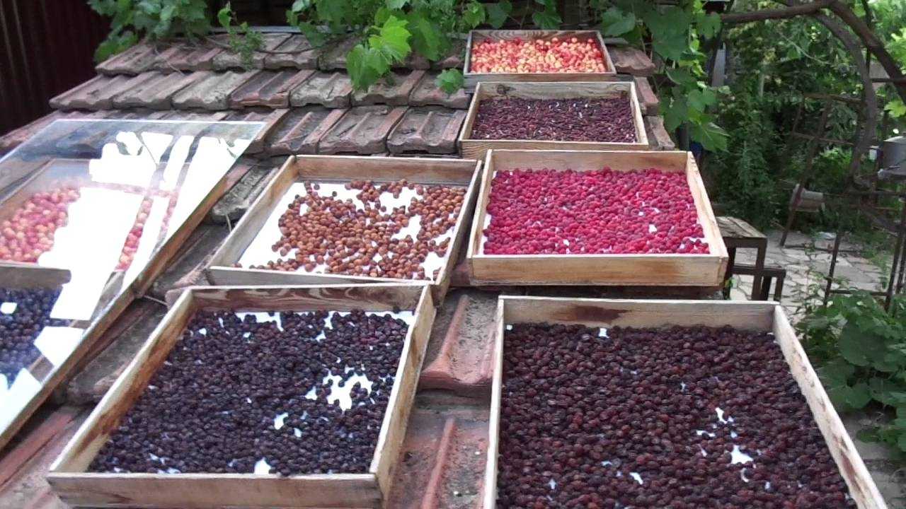 Сушим красную рябину для творческих идей: подробный гайд