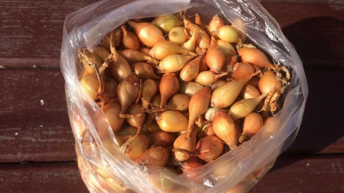 9 сортов лука: сладкие по сортам, для средней полосы, сроки созревания репчатого севка