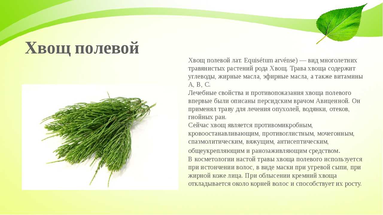 Хвощ полевой. кухня робинзона. рецепты блюд из дикорастущих растений и цветов