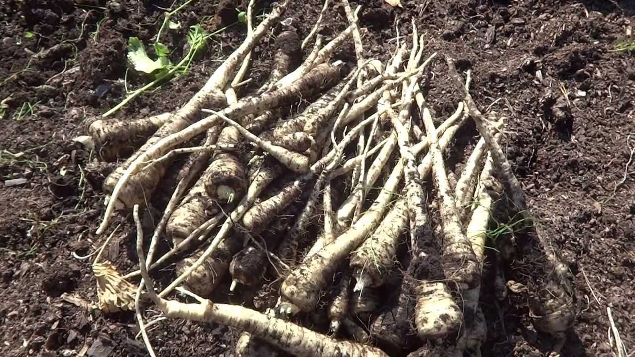 Как хранить пастернак на зиму в домашних условиях, сроки