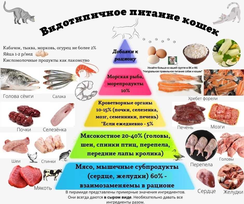 Как жарить куриную печень. сколько жарить куриную печень