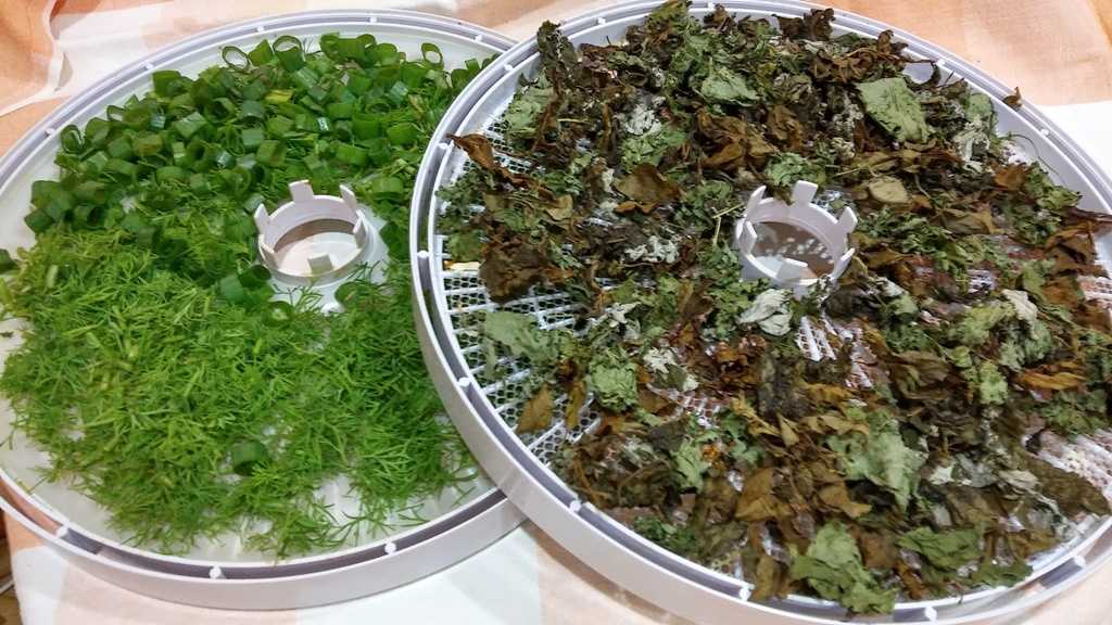Как правильно сушить зелень в домашних условиях