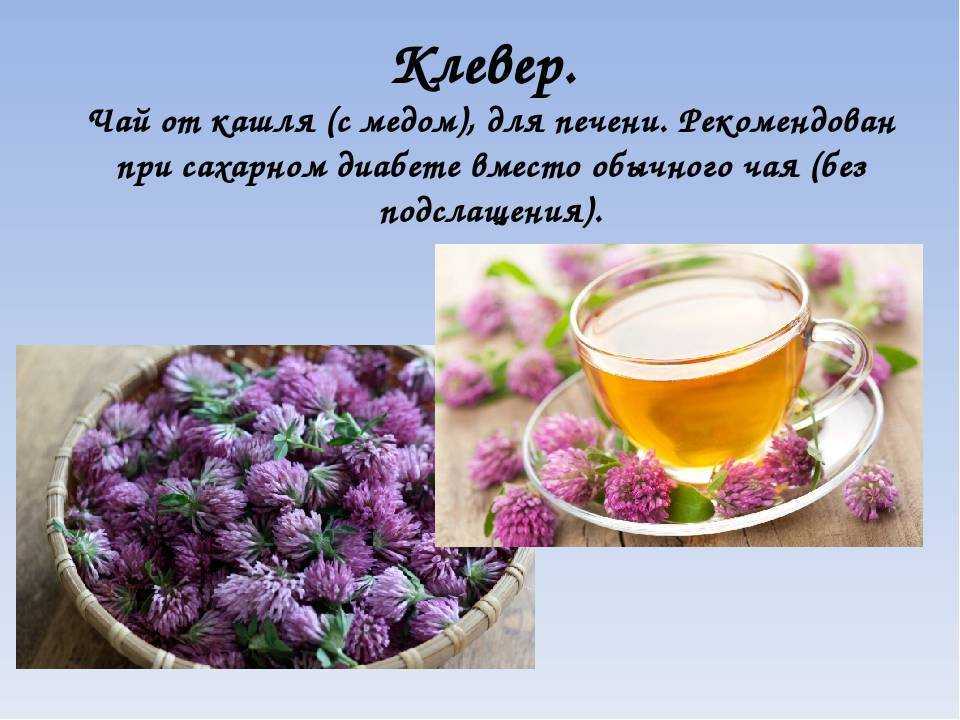 Красный клевер: лечебные свойства и противопоказания | азбука здоровья