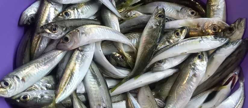 Ставрида в подсолнечном масле