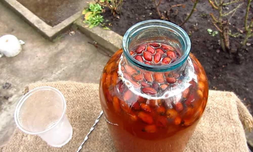 Рецепты приготовления сиропов из ягод шиповника