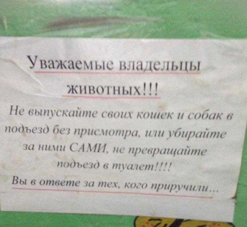 Как отвадить соседских котов от своего участка. топ-5 способов selo.guru — интернет портал о сельском хозяйстве