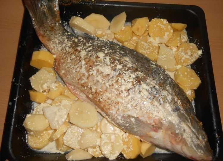 Как приготовить сазана — вкусные рецепты приготовления блюд, необходимые ингредиенты